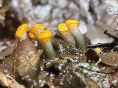Vibrissea truncorum