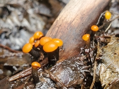 Vibrissea truncorum