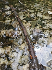 Vibrissea truncorum