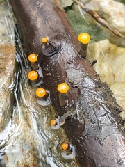 Vibrissea truncorum