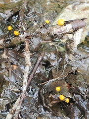 Vibrissea truncorum