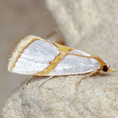 Vaxi auratellus
