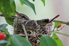 Yellow-Green Vireo photo 3