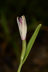 Pogonia minor