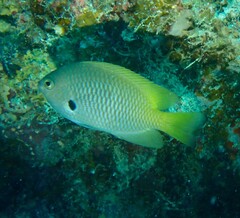Pomacentrus nigromarginatus