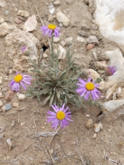 Erigeron clokeyi