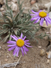 Erigeron clokeyi