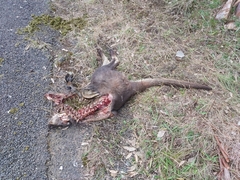 Osphranter robustus robustus