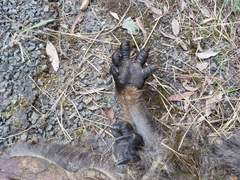 Osphranter robustus robustus