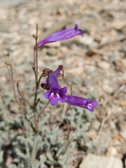 Penstemon scapoides