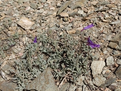 Penstemon scapoides