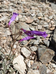 Penstemon scapoides