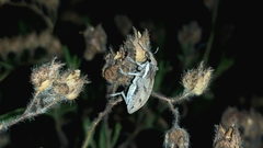 Coniocleonus pelletii