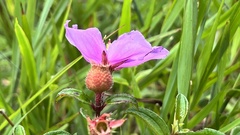 Melastoma × intermedium