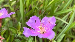 Melastoma × intermedium