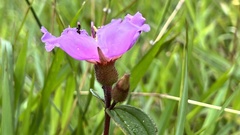 Melastoma × intermedium