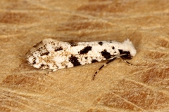 Nemapogon nevadella