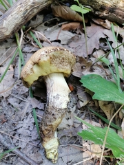 Leccinellum crocipodium