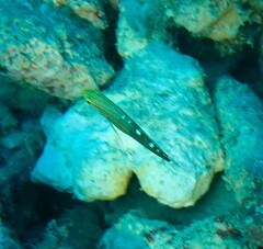 Koumansetta rainfordi