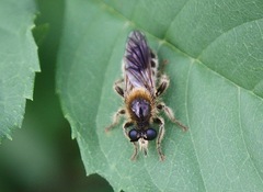 Choerades fuliginosa