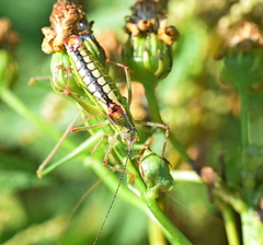 Poecilimon macedonicus
