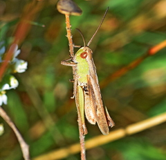 Chorthippus dichrous