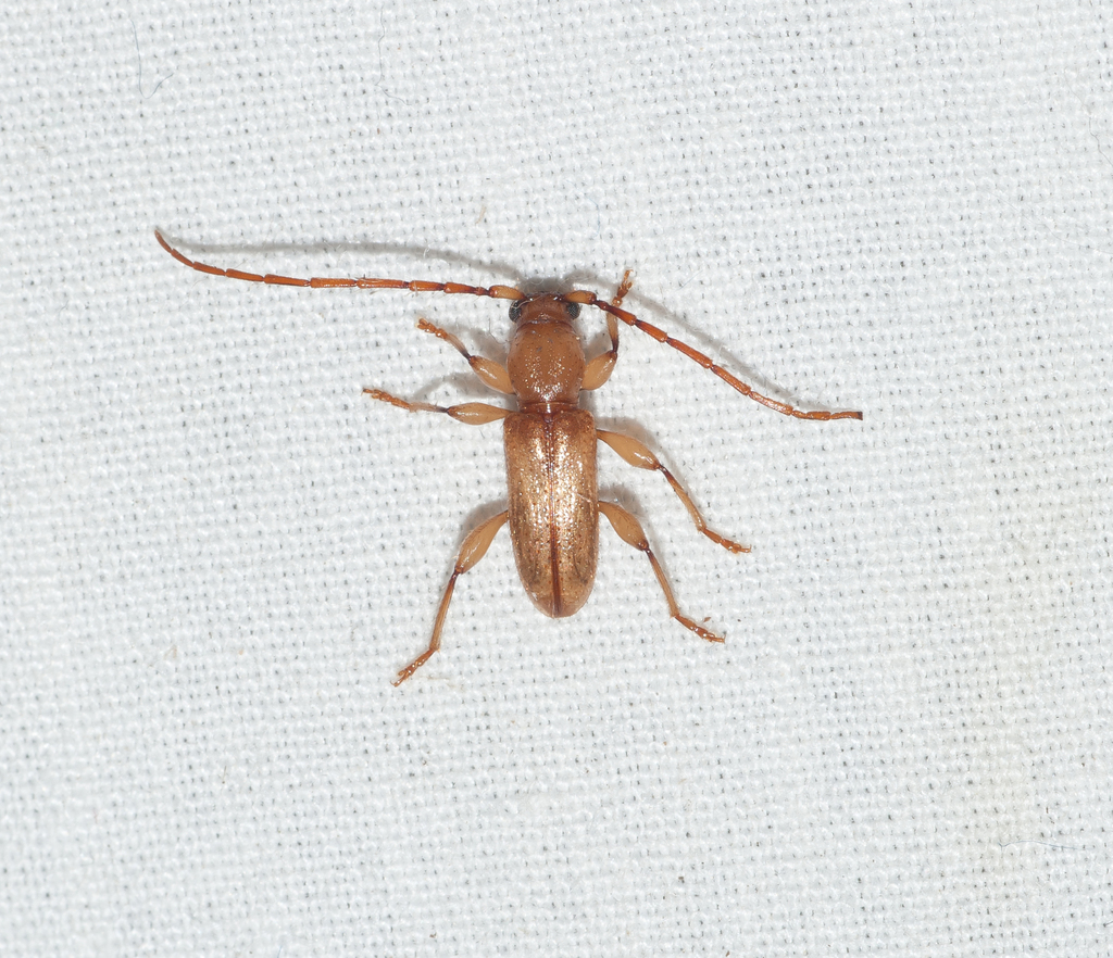 Curtomerus