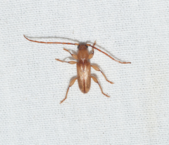 Curtomerus flavus