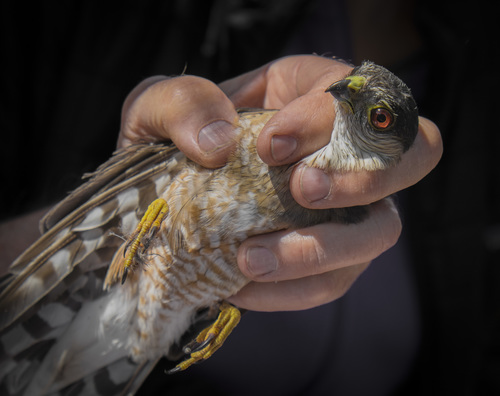 iNaturalist observation photo of Sharp-shinned Hawk