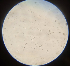 Saccharomycetes