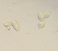 Saccharomycetes