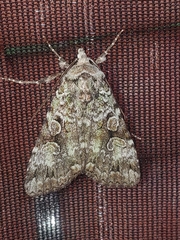 Anaplectoides pressus