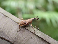 Cryptoderma formosense