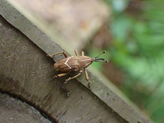Cryptoderma formosense