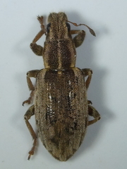 Sitona humeralis