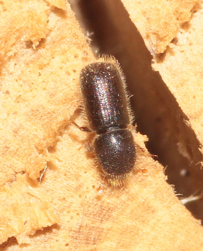 Taphrorychus villifrons