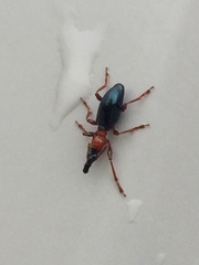 Cylas formicarius