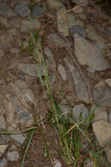 Agrostis clavata