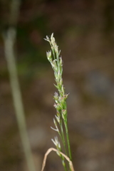 Agrostis clavata