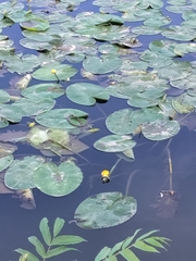Nuphar lutea