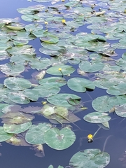 Nuphar lutea