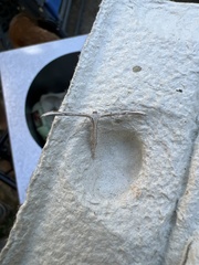 Emmelina monodactyla