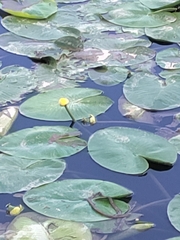 Nuphar lutea