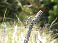 Anax imperator