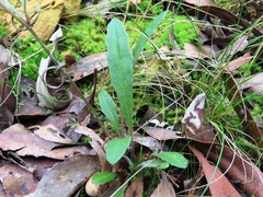 Senecio prenanthoides