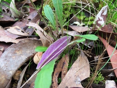 Senecio prenanthoides