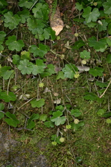 Hydrocotyle ramiflora