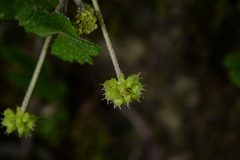 Hydrocotyle ramiflora