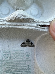 Xanthorhoe fluctuata