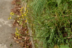 Senecio taitungensis